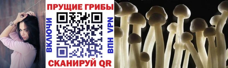 блэк спрут как зайти  цены   Волжск  Галлюциногенные грибы мицелий 